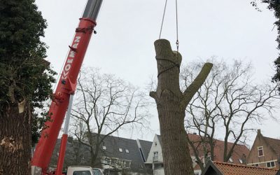 Kappen van oude bomen in Hoorn
